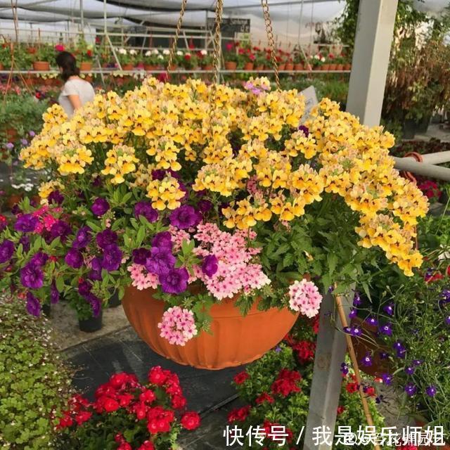 阳台新宠龙面花,花量超大颜色多,四季都开不停!