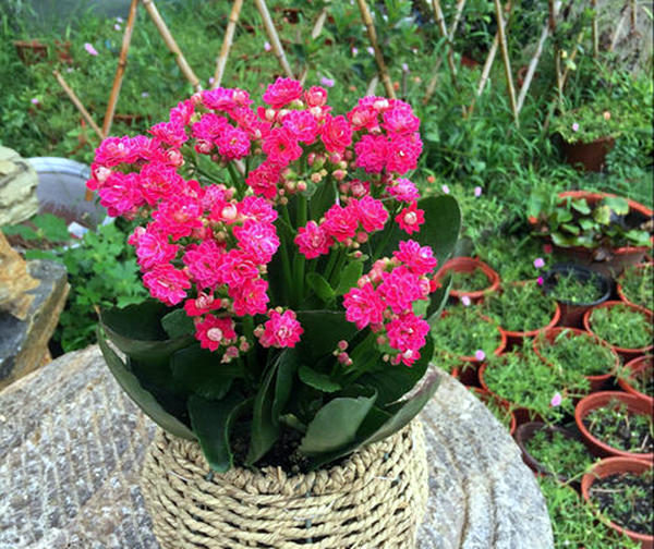 长寿花入秋后，尽早这样养，花期提前，秋冬能开好几茬