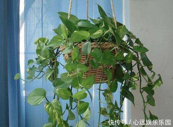 卫生间养花不知道选啥好就盆栽此4种植物,可放氧气、除臭味