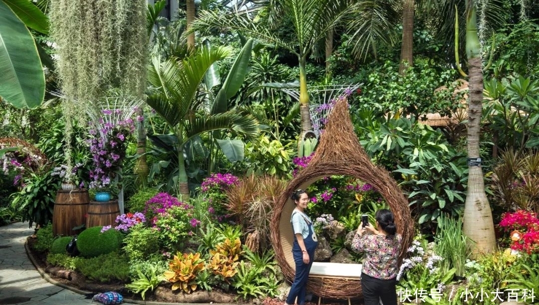 叶子花|全国最高三角梅记录保持者绽放上植温室