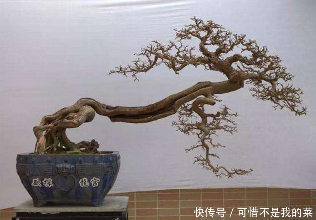 飘枝盆景造型枝飘则动,动则有神韵