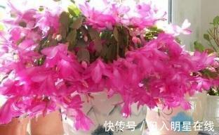 浇水|盆里扔个圆“球球”,蟹爪兰长疯了,开成一个大圆“球”!