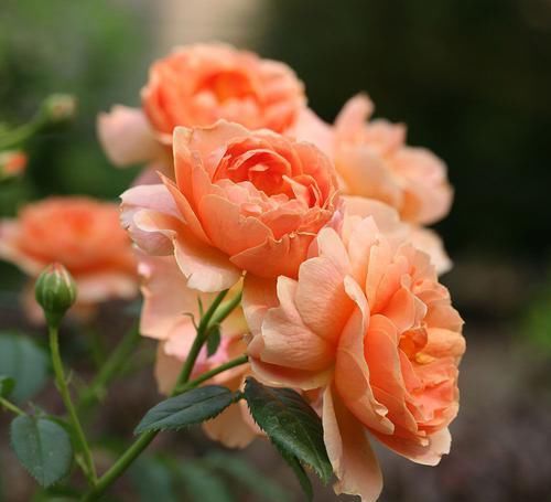 花期|3种花最受欢迎,花期超半年,花量丰富,给你一片花海