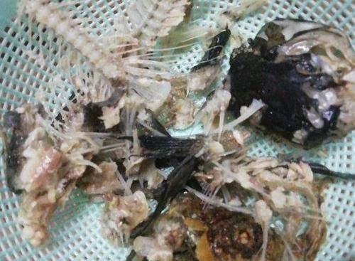 磷钾肥涨价了？别担心！草木灰、骨粉肥养年宵花，催花不愁