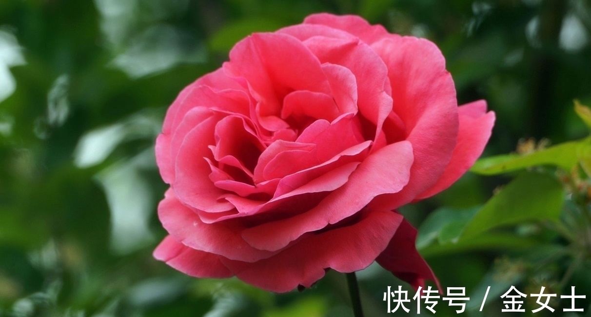 擦亮眼睛,别被“花贩骗子”蒙蔽,轻易入手这4款植物