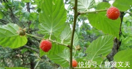 果实|山里“4种”野果子,以前砍柴时吃到吐,如今满山找不到1棵,可惜