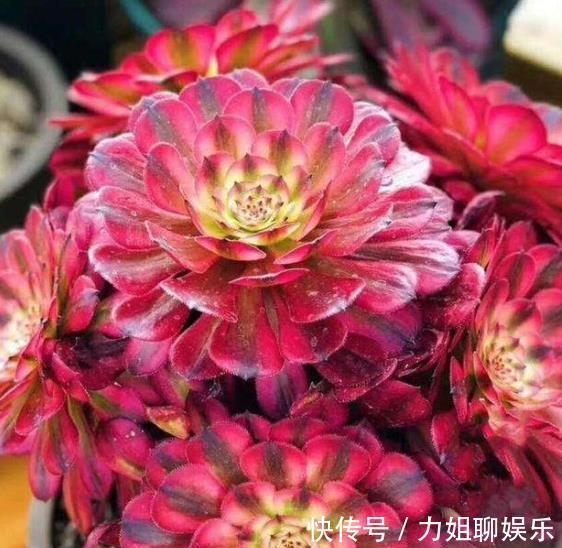 老花匠的多肉配方 学会了大小苗都能养好 简单好养适合新手 粉紫色 老花匠的多肉配方 学会了大小苗都能养好 简单好养适合新手 粉紫色