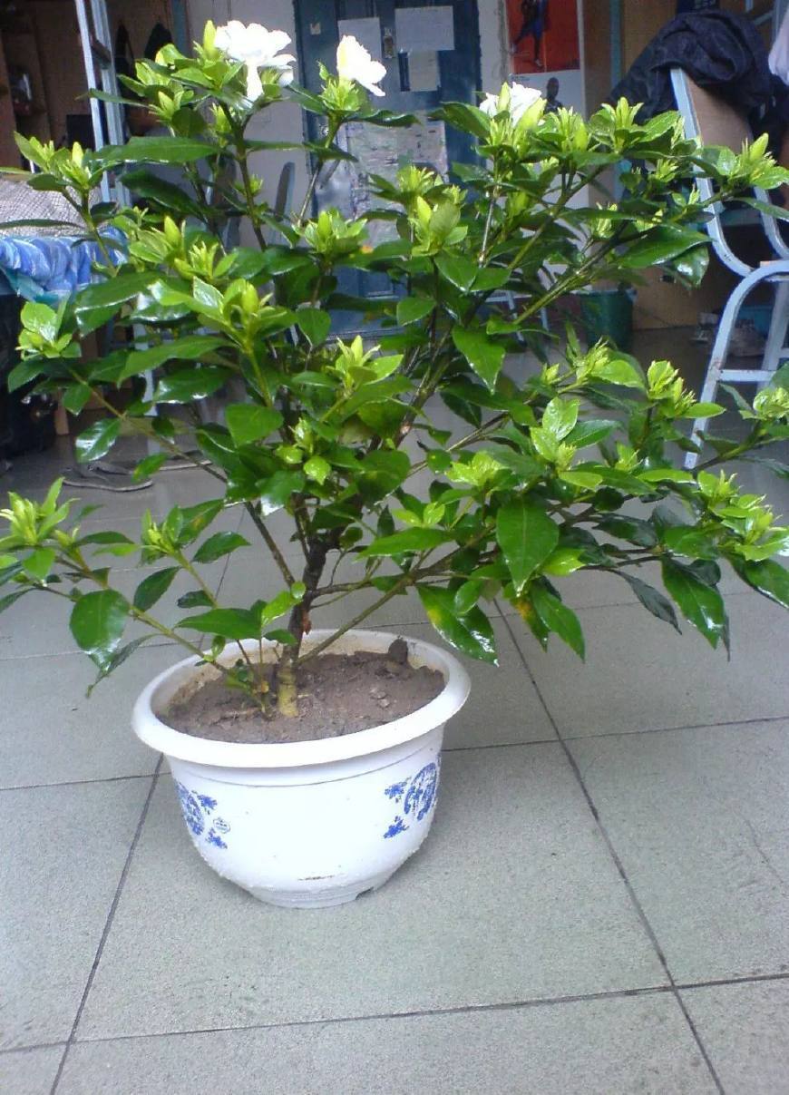 生根|养花不开花,剪一刀,抹个芽,窜出满满一盆栀子花,太香了