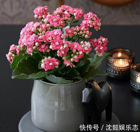 动作|夏天32度,长寿花进入休眠期,这个“动作”别做,安全度过休眠期