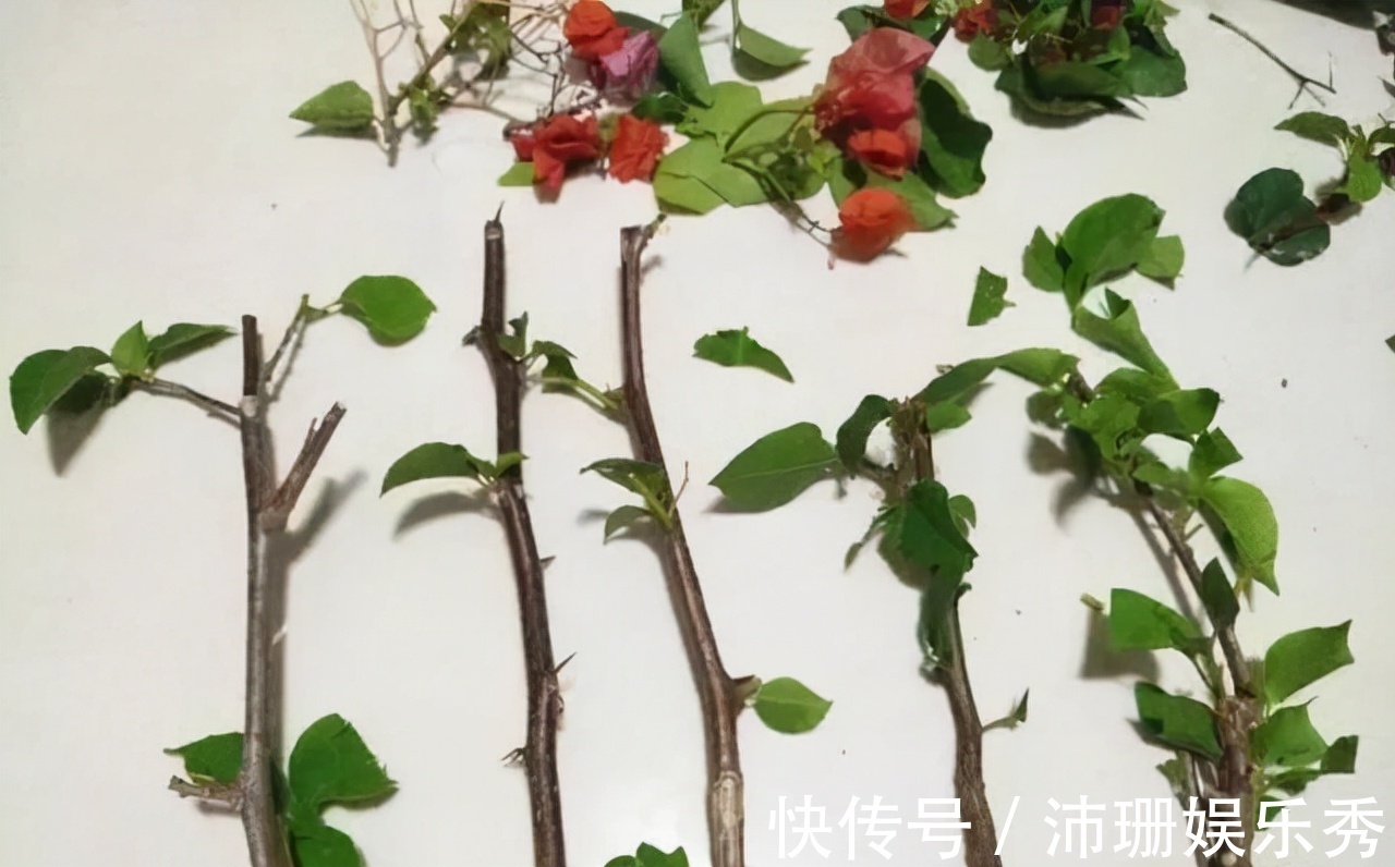 玉树|5种花“扦插”正当时,天气转凉利于生根,喜欢别偷懒