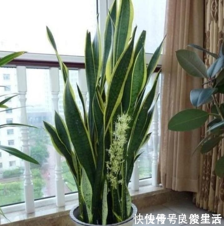 绿植界|客厅最适合养3种花，漂亮还能“旺财、旺运”，一养就上瘾