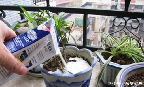 到底|这么多的养花技巧,到底哪个能用