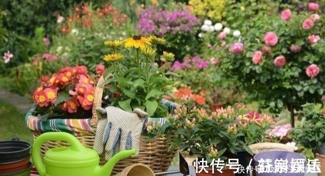 叶面肥|磷酸二氢钾,喷叶子好还是灌根好看一眼就能明白,别弄错了!