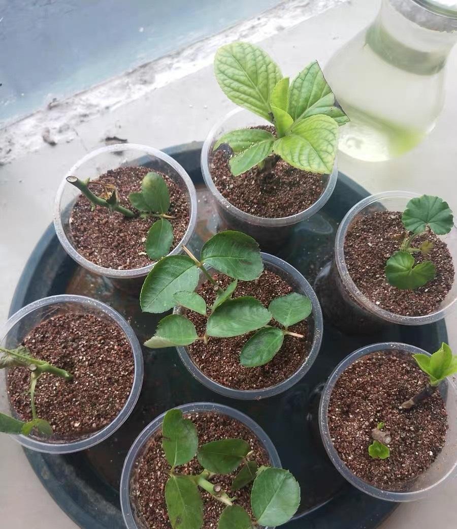 扦插月季活不了,土有问题,用蛭石扦插,发根率达到80%