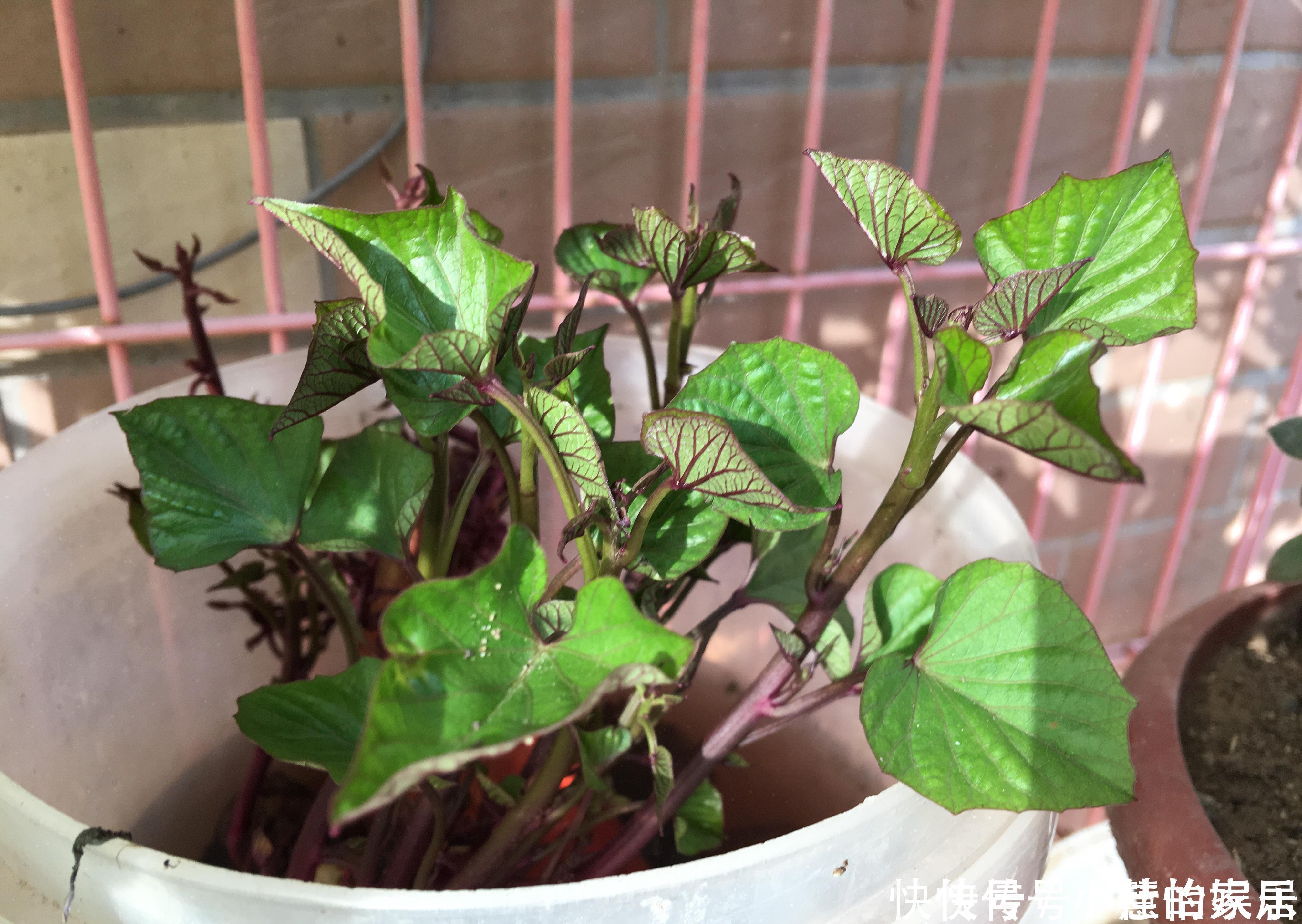 养花没有盆，3个妙招，就能自制出漂亮的花盆，阳台上种了好多花