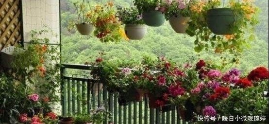 阳台上|头一次见阳台上面还能这样养花,几平米空间变花园,太聪明了