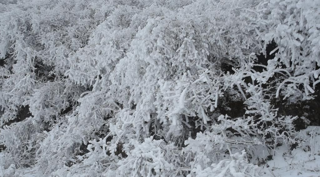 美景|永顺：羊峰山雪后雾凇美景 仿佛置身冰雪童话世界