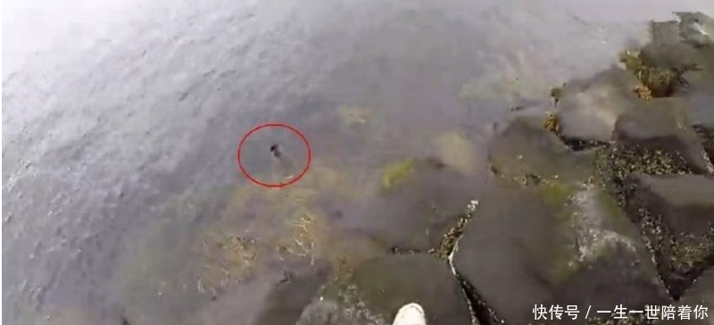 男子|男子海上垂钓有鱼上钩,拉上一看是这小家伙,顿时心生怜悯