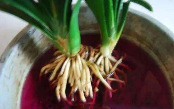 铁钉|用这2种“肥水”养花,比淘米水食醋水靠谱的多,养啥花都“旺”