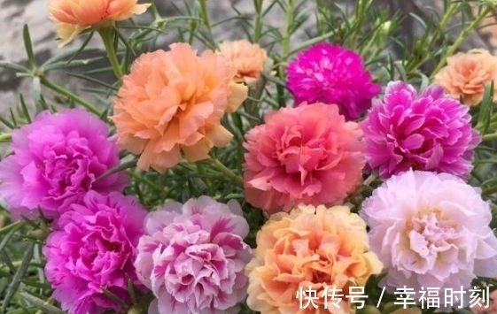 凤仙花|养花就养这几款,花朵小巧玲珑,层层交叠,烂漫迷人眼