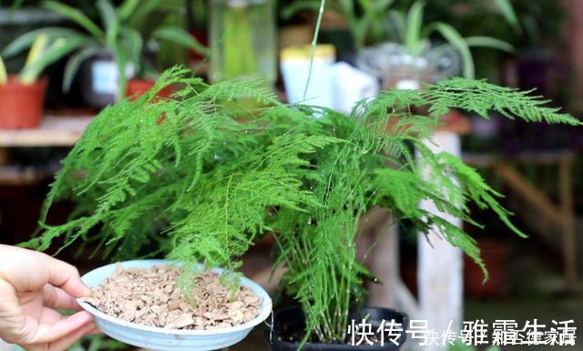 天冷文竹容易黄叶，准是5个原因导致的，冬季养它要合理避免！