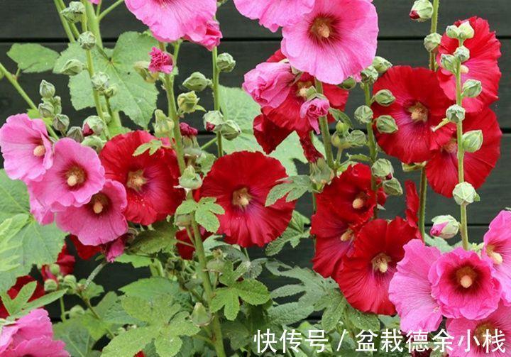 宫灯|8月20日-9月4日，庭院选这几款花，满屋子飘香，蹭蹭爆成花海