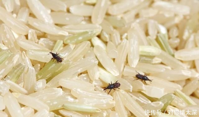 米袋|米袋里为何会凭空出现虫子,你吃的每碗饭里,都可能有他们的痕迹
