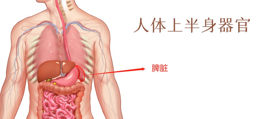 朋友说|跑步、节食都没用？中医脾胃病专家：瘦不下来可能是因为脾虚！