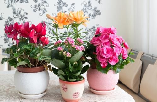 到了2月,该不该将植物盆栽挪出去,如何才能避免错过花期?