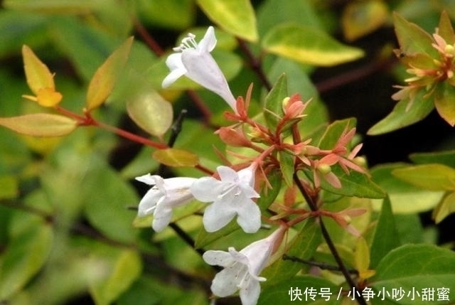 种植|最适合庭院、屋顶绿化种植的植物,各月开花顺序整理,不收藏吗?