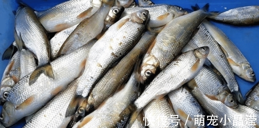 ep这5种鱼没营养,对人体有害,早被拉入“黑名单”,但很多人爱吃