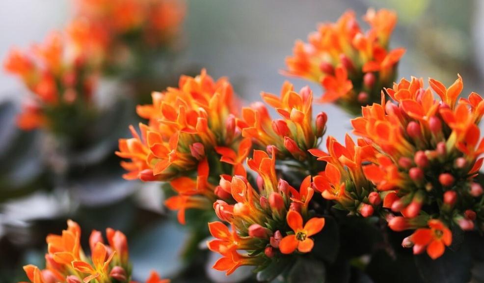 长寿花好看却养不好,对照这“7点”,来看看问题出在哪