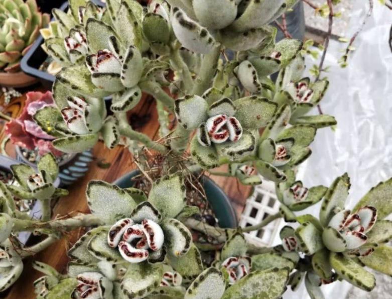 多肉|多肉叶子长皱纹，浇水不管用？学3招，养得饱满欲滴又坚挺