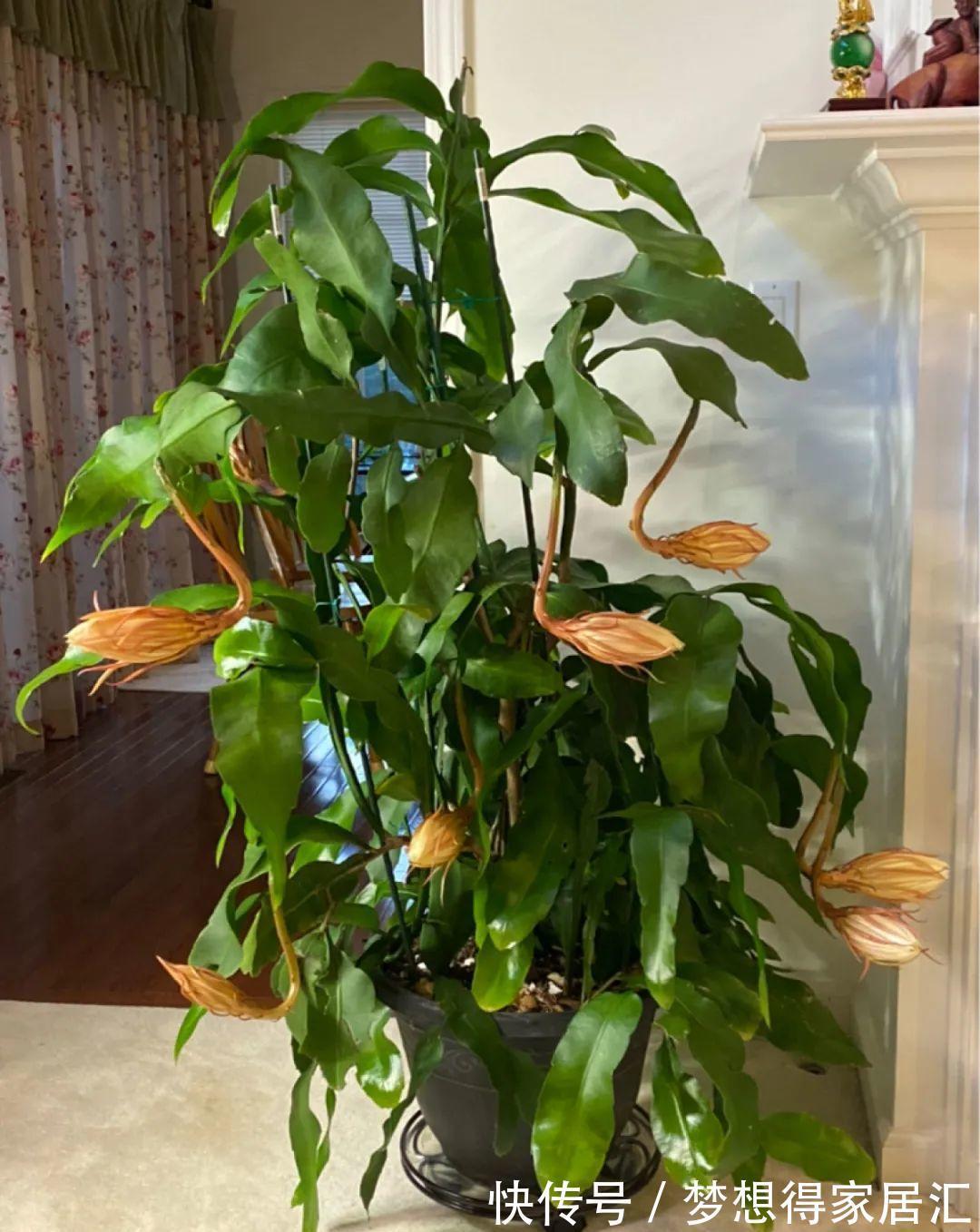 养到烦人的花,盆都不够用,扔掉还很心疼