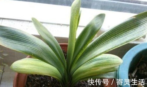 手掌|养护君子兰从这招开始,花开不断,叶子比手掌还大