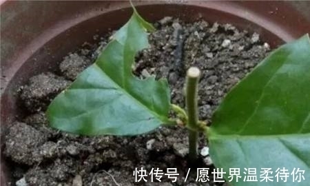 水杨酸|扦插茉莉生根慢？不妨用这“2种神水”，10天就生根，根系撑破盆