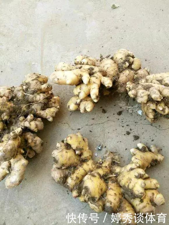 生姜切1刀丢盆里,7天发芽,半年变成“1桶姜”!
