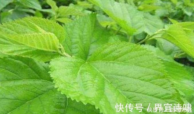 糖尿病患者|糖尿病的“福音”被找到了，每天吃一点，补充胰岛素，血糖更稳定