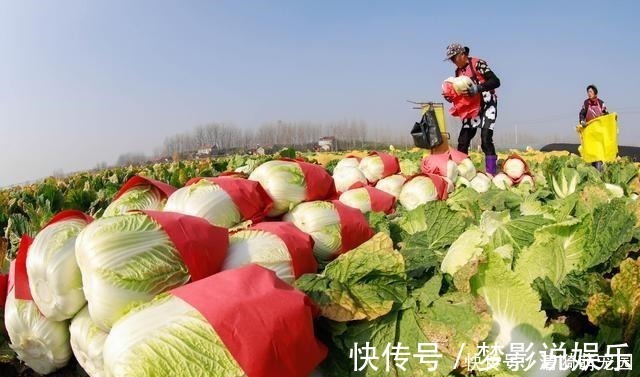 冰瓶|市场卖的“甲醛白菜”如何分辨?老菜农:学会这3招,一看便知道