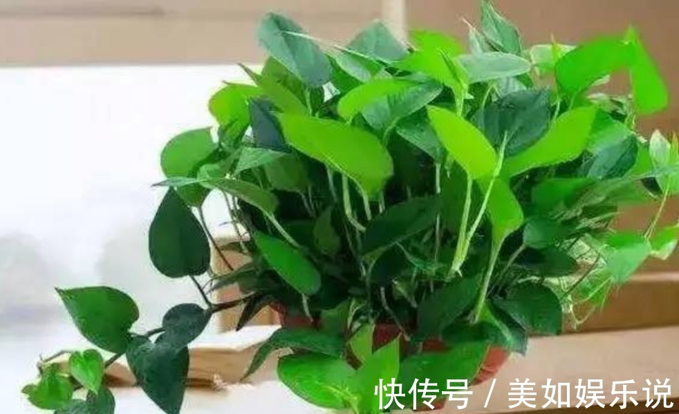 铜钱草|天热了,3种花进入旺季,补足水肥,很快长爆盆