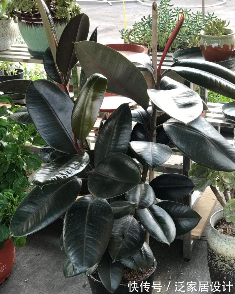 太阳花|8种“漂亮花”,堪称“不死花”,随便养一养,新芽爆满缸