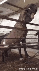 |幽默冷笑话：跟老婆冷战，为讨好她，从网上买了件裙子送她