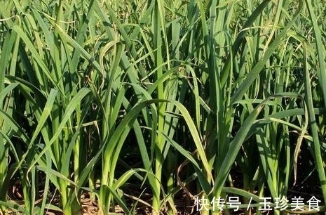 鲜香|号称“天然青霉素”，鲜香开胃，5分钟炒一大盘，常吃身体好