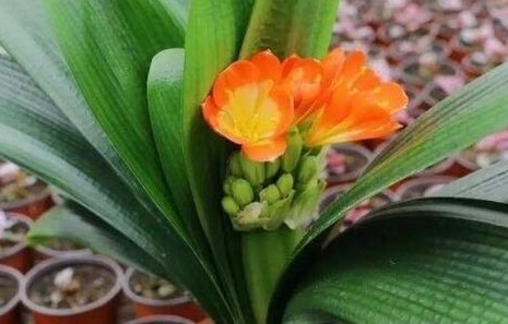 含水量|她用一斤“芝麻”把君子兰养得如“杂草”,叶、花“窜”不停!