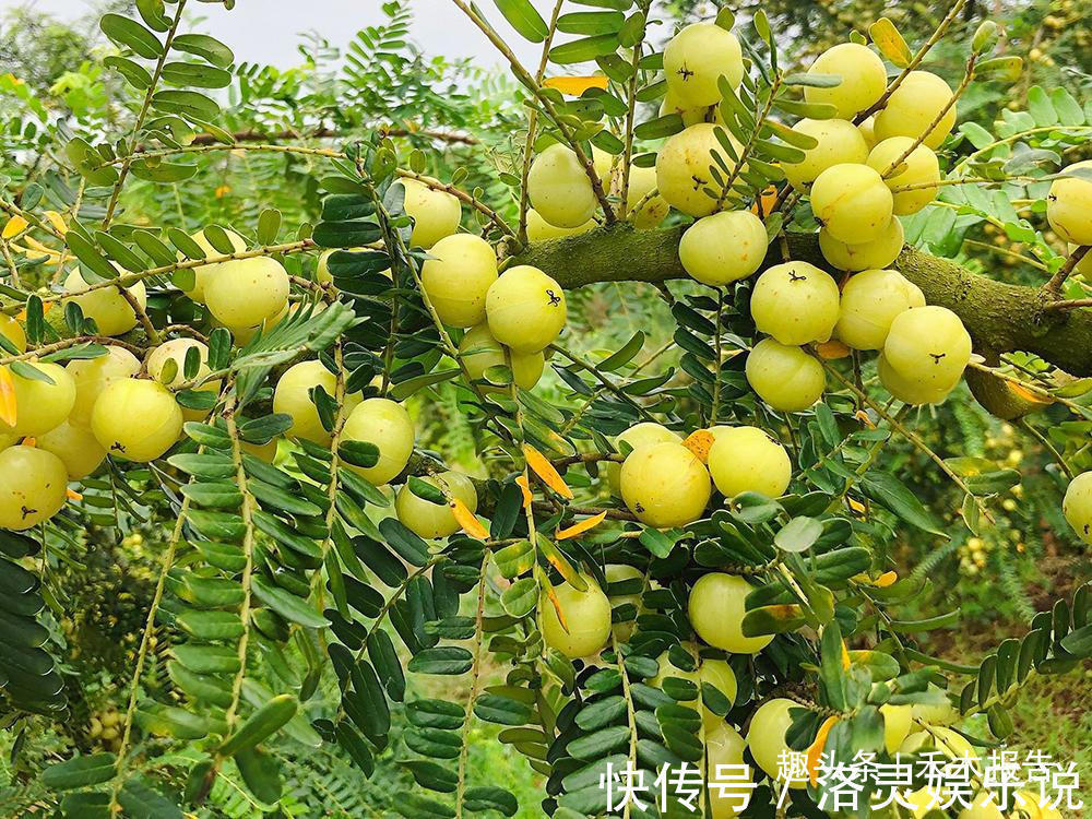 采摘期|采收期长达半年,既是药又是水果,被国际上看好,为何没人种