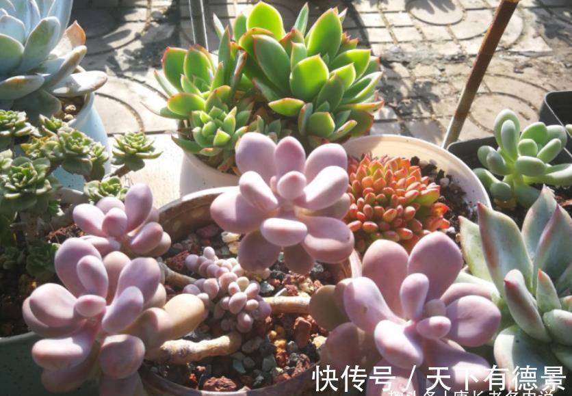 肉友|秋老虎为什么容易伤多肉？因为它冷峻的外表下藏着一颗炽热的心