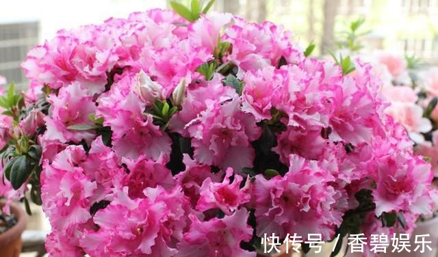 比利时|来自比利时的珍稀花卉,花色艳丽,开花就爆盆,养一盆四季有花赏