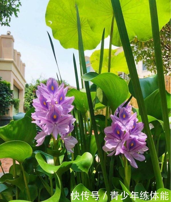 比荷花还漂亮的浮生花,漂到哪就长到哪,生命力太强悍