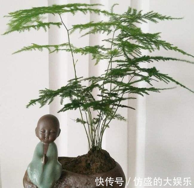 8种“吉利花”,要用“穷养法”,小盆养老桩,富贵又旺家