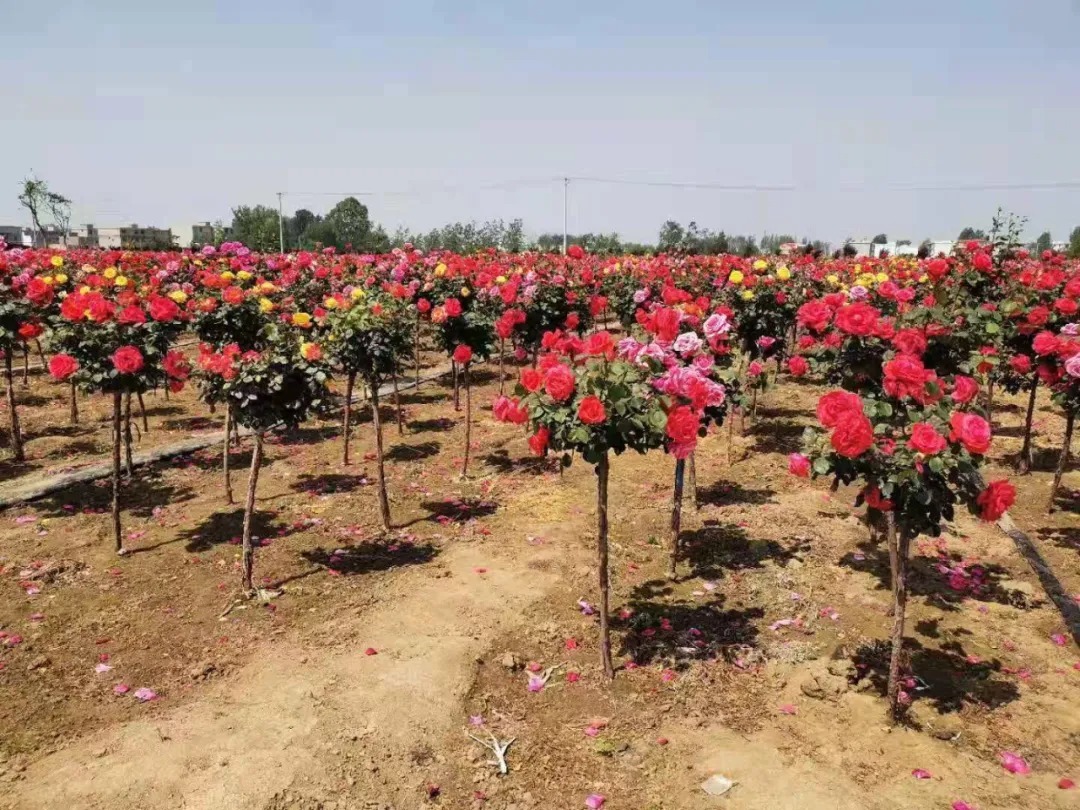 安徽阜阳又一网红打卡地诞生：恒居月季花海等您来！就在阜南